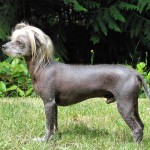 中国冠毛犬-缩略图-1