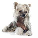 中国冠毛犬-缩略图-2