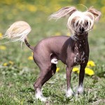 中国冠毛犬-缩略图-3