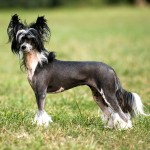 中国冠毛犬-缩略图-4