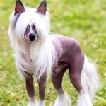 中国冠毛犬-缩略图-5