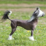 中国冠毛犬-缩略图-6