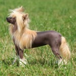 中国冠毛犬-缩略图-8