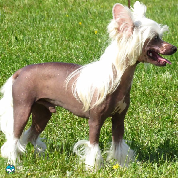 中国冠毛犬-9