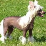 中国冠毛犬-缩略图-9