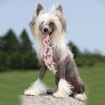 中国冠毛犬-缩略图-10