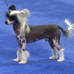 中国冠毛犬-缩略图-11