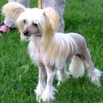 中国冠毛犬-缩略图-12