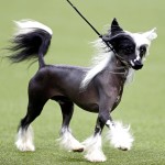 中国冠毛犬-缩略图-13