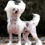 中国冠毛犬-缩略图-14