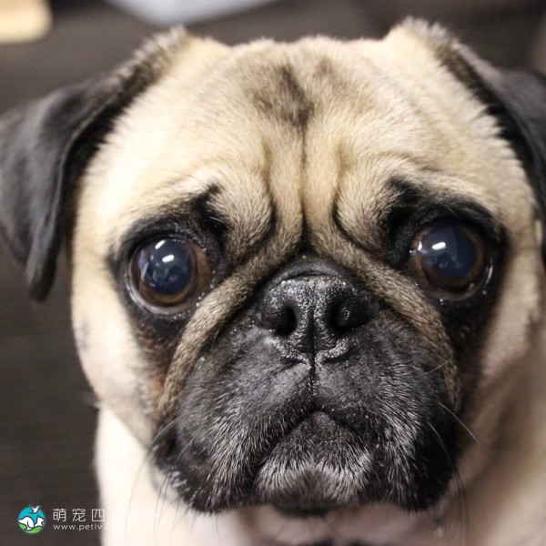巴哥犬-1