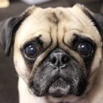 巴哥犬-缩略图-1