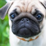 巴哥犬-缩略图-3