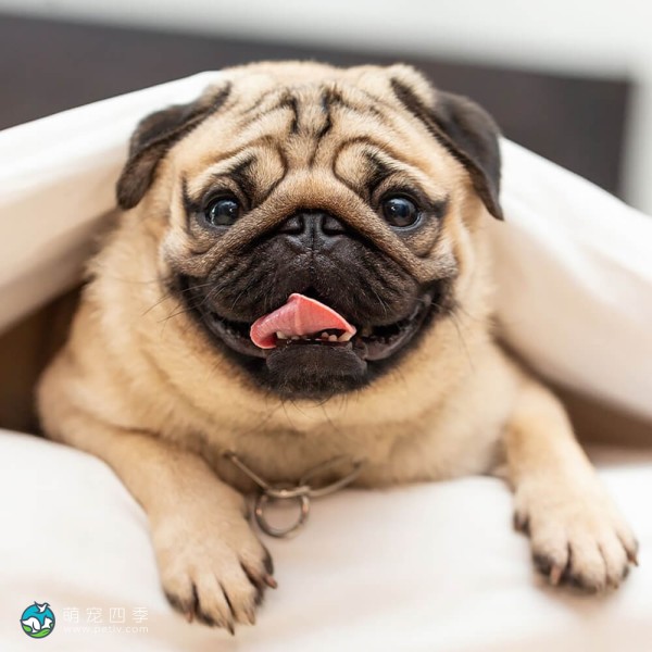 巴哥犬-6