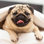 巴哥犬-缩略图-6