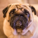 巴哥犬-缩略图-7