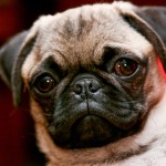 巴哥犬-缩略图-8