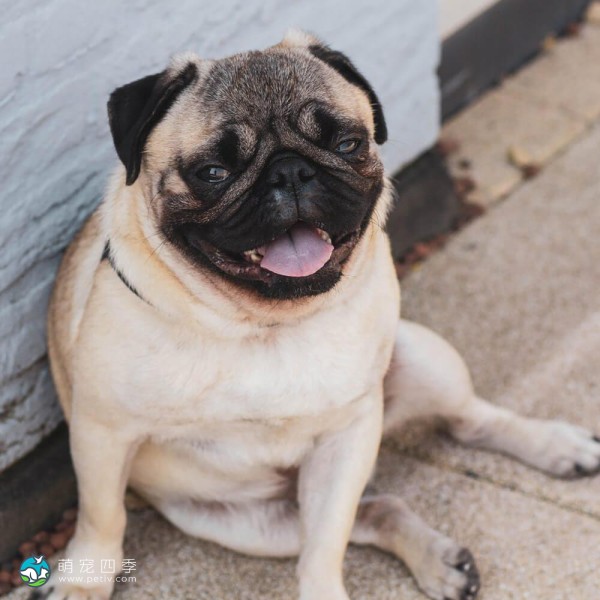 巴哥犬-9