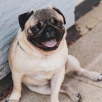 巴哥犬-缩略图-9