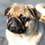 巴哥犬-缩略图-10