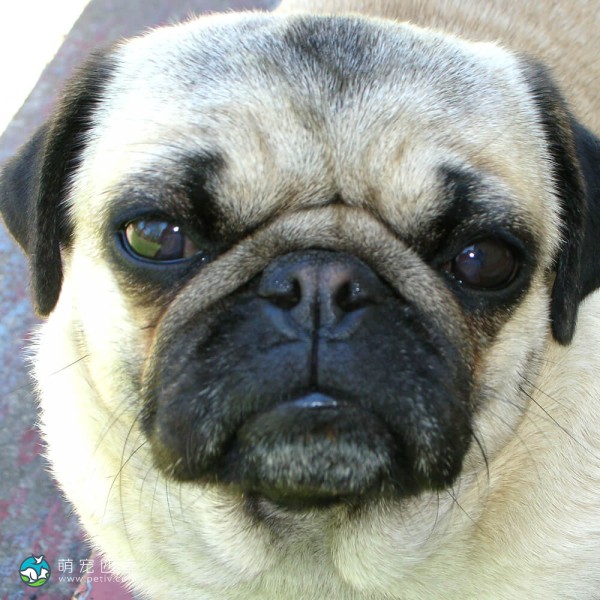巴哥犬-11