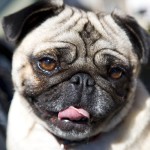 巴哥犬-缩略图-12