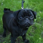 巴哥犬-缩略图-13