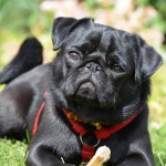 巴哥犬-缩略图-14