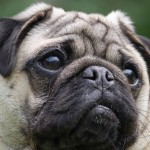 巴哥犬-缩略图-15