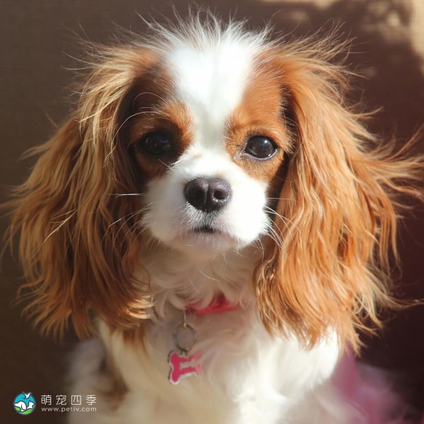 查理王小猎犬-1