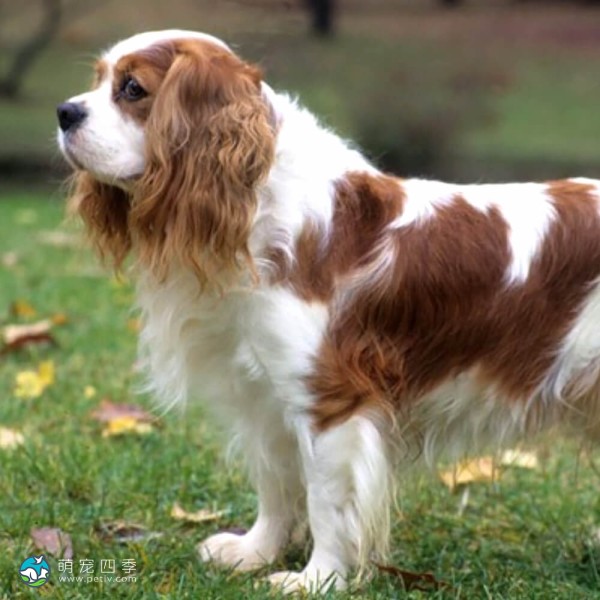 查理王小猎犬-2