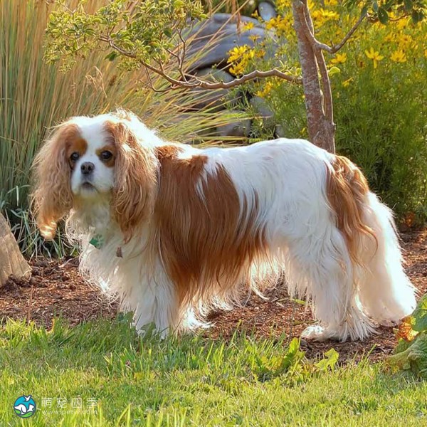 查理王小猎犬-3