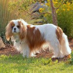 查理王小猎犬-缩略图-3