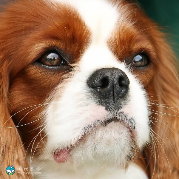 查理王小猎犬-4