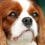 查理王小猎犬-缩略图-4