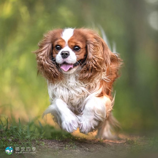 查理王小猎犬-5