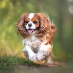 查理王小猎犬-缩略图-5