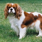 查理王小猎犬-缩略图-6