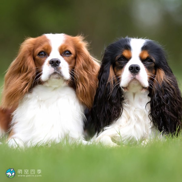 查理王小猎犬-7