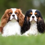 查理王小猎犬-缩略图-7