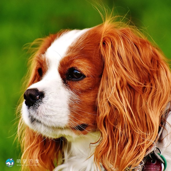 查理王小猎犬-8