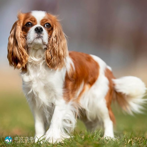 查理王小猎犬-9