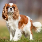 查理王小猎犬-缩略图-9