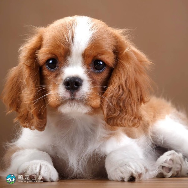 查理王小猎犬-10