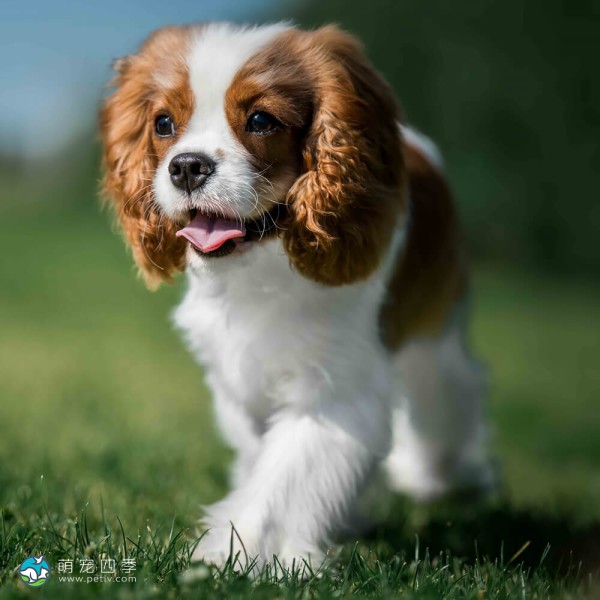 查理王小猎犬-11