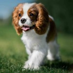 查理王小猎犬-缩略图-11