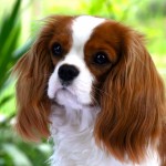 查理王小猎犬-缩略图-12