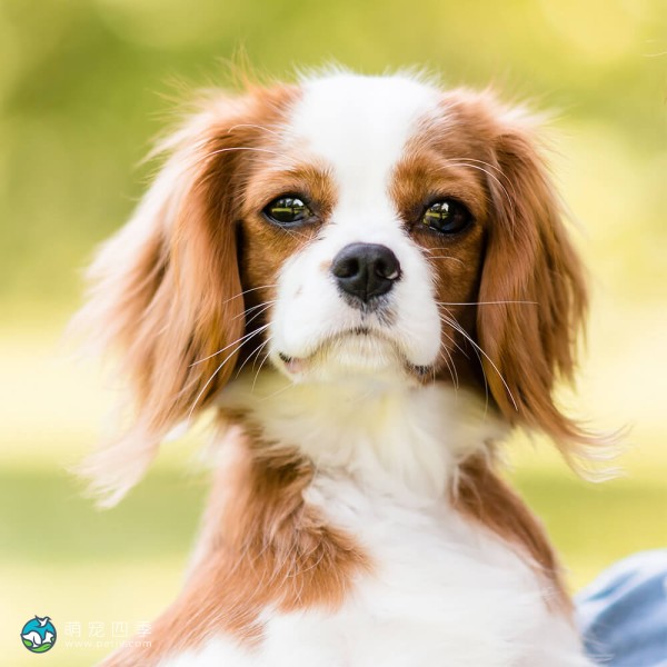 查理王小猎犬-13