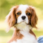 查理王小猎犬-缩略图-13