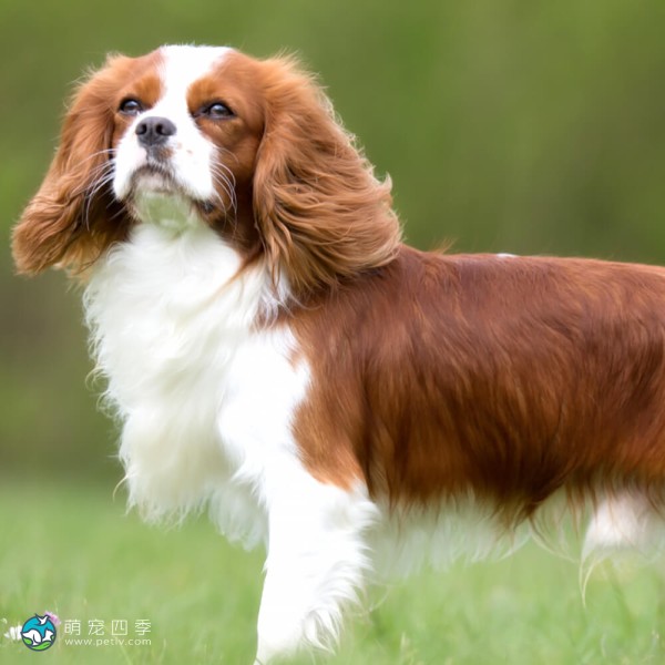 查理王小猎犬-14